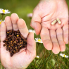 Bee Pearl bee bread extract capsules