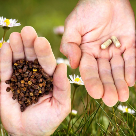 Bee Pearl bee bread extract capsules