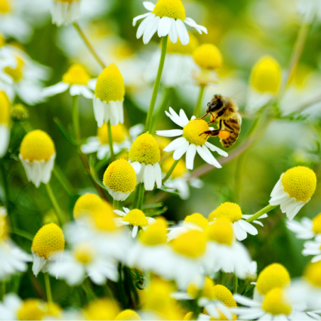 Chamomile honey, 250 g