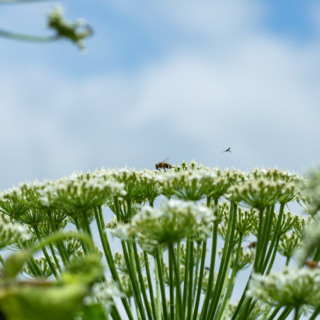 Hogweed honey, 250 g