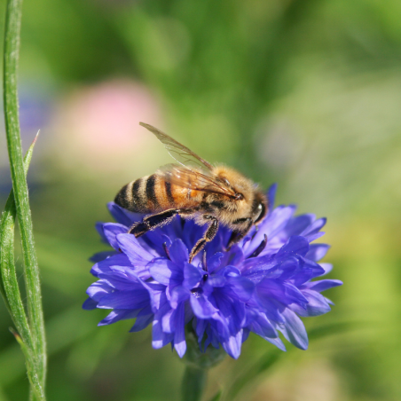 Cornflower honey, 250g